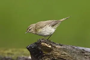 Eurasian Chiffchaff (Phylloscopus collybita) adult, standing on log at pool in woodland, Debrecen, Hungary, April