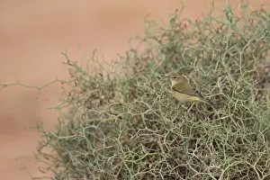 Eurasian Chiffchaff (Phylloscopus collybita) adult, autumn migrant, perched in spiny bush, Morocco, November