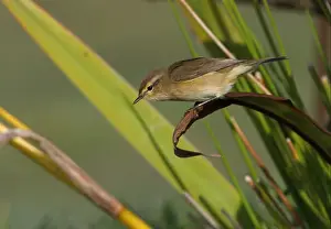 Eurasian Chiffchaff (Phylloscopus collybita) adult, migrant, perched on Yellow Iris (Iris pseudacorus) leaf near pond, Norfolk, England, september