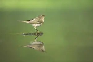 Eurasian Chiffchaff (Phylloscopus collybita) adult, standing at edge of forest pool, Hungary
