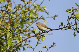 Eurasian Chiffchaff (Phylloscopus collybita) adult, perched on twig, Essex, England, May