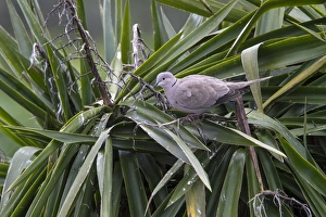Dove Prints: Eurasian Collared Dove - Extremadura Spain