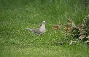 Pigeon Prints: Eurasian Collared Dove (Streptopelia decaocto) adult