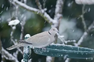Eurasian Collared Dove (Streptopelia decaocto) adult, perched on edge of birdbath in garden during snowfall, England, winter