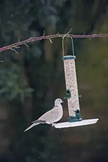 Eurasian Collared Dove (Streptopelia decaocto) adult, feeding on seed at hanging feeder in garden during snowfall, Norfolk, England, january
