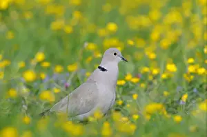 Eurasian Collared Dove (Streptopelia decaocto) adult, calling, standing amongst buttercups in field, Oxfordshire, England, may