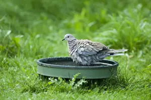 Eurasian Collared Dove (Streptopelia decaocto) adult, bathing at birdbath in garden, Norfolk, England, summer