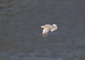 Eurasian Collared Dove (Streptopelia decaocto) adult, in flight over water, Castilla y Leon, Spain, May