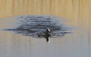 Splash Prints: Eurasian Coot landing on water, Minsmere Suffolk