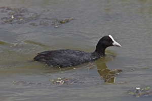 Fulica Prints: Eurasian Coot swimming