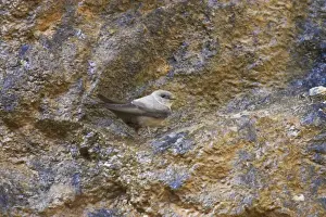 Pyrenean Prints: Eurasian Crag-martin (Ptyonoprogne rupestris) adult, standing on crag, Pyrenees, Spain