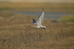 Eurasian Curlew (Numenius arquata) adult, in flight over saltmarsh, Norfolk, England, November