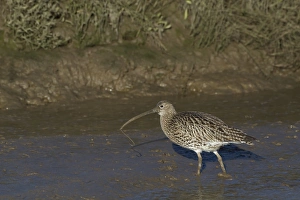 Tide Prints: Eurasian Curlew (Numenius arquata) adult