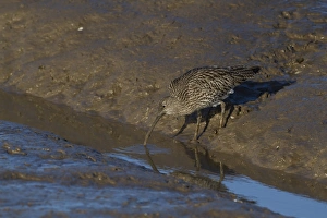 Eurasian Curlew (Numenius arquata) adult, washing worm in tidal creek, Norfolk, England, January
