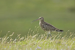 Eurasian Curlew (Numenius arquata) adult, calling, standing in grass, Mainland, Shetland Islands, Scotland