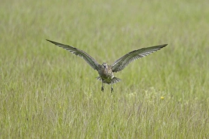 Eurasian Curlew (Numenius arquata) adult, calling in flight, landing on breeding ground, Mainland, Orkney, Scotland, june