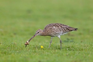 Eurasian Curlew (Numenius arquata) adult, feeding, lifting Common Puffball (Lycoperdon perlatum) to search for insects within, Minsmere RSPB Reserve, Suffolk, England, october