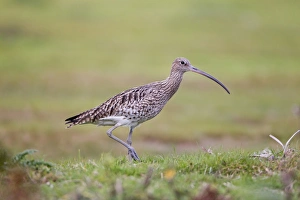 Eurasian Curlew (Numenius arquata) adult, walking in grassland, Minsmere RSPB Reserve, Suffolk, England, october