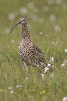 Eurasian Curlew (Numenius arquata) adult, standing amongst cotton-grass, Shetland Islands, Scotland, june