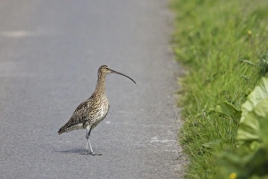 Eurasian Curlew (Numenius arquata) adult, crossing road, Mainland, Orkney, Scotland, june