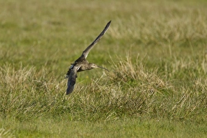Lands Prints: Eurasian Curlew (Numenius arquata) adult