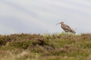 Eurasian Curlew (Numenius arquata) adult, calling, standing in heather on moorland ridge, Lammermuir Hills