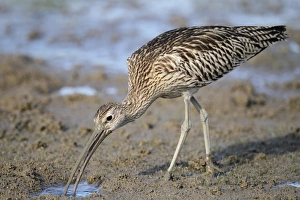Eurasian Curlew (Numenius arquata) adult, feeding, standing on mud, Mai Po, New Territories, Hong Kong, China