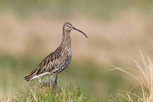 Eurasian Curlew (Numenius arquata) adult, standing in grassy tussock on moorland, Lammermuir Hills, Scottish Borders