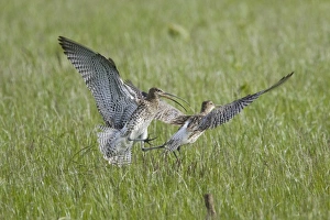 Orkney Prints: Eurasian Curlew (Numenius arquata) two adults