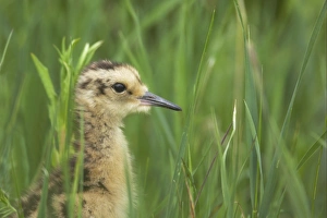 Oulu Prints: Eurasian Curlew (Numenius arquata) chick