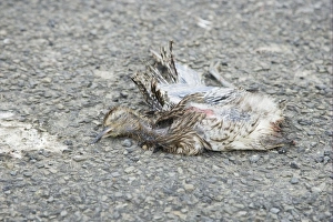 Cars Prints: Eurasian Curlew (Numenius arquata) dead chick