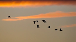 Caerlaverock Prints: Eurasian Curlew (Numenius arquata) flock