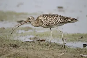 South China Sea Prints: Eurasian Curlew (Numenius arquata orientalis) adult