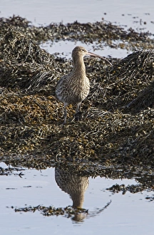 Seaweed Prints: Eurasian Curlew standing on seaweed