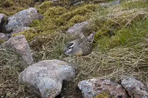 Eurasian Dotterel (Charadrius morinellus) adult male, sitting on nest, Aviemore, Cairngorms N. P