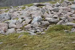 Eurasian Dotterel (Charadrius morinellus) adult male, standing amongst rocks, Aviemore, Cairngorms N. P