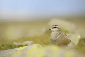Eurasian Dotterel (Charadrius morinellus) immature, standing amongst rocks during autumn migration, Dolomites