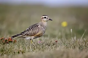 Dotterels Prints: Eurasian Dotterel (Charadrius morinellus) juvenile