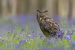 Eurasian Eagle-owl (Bubo bubo) adult, perched amongst Bluebell (Hyacinthoides non-scripta) flowers, Suffolk, England
