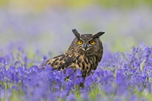 Eurasian Eagle-owl (Bubo bubo) adult, standing amongst Bluebell (Hyacinthoides non-scripta) flowers, Suffolk, England