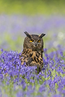 Eurasian Eagle-owl (Bubo bubo) adult, standing amongst Bluebell (Hyacinthoides non-scripta) flowers, Suffolk, England