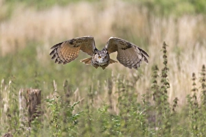 Eurasian Eagle-owl (Bubo bubo) adult, in flight, August (captive)