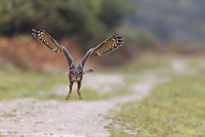 Captive Prints: Eurasian Eagle-owl (Bubo bubo) adult, in flight (captive)