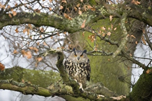 Eurasian Eagle-owl (Bubo bubo) adult, perched on branch in oak tree, Gloucestershire, England (controlled)