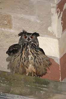 Eurasian Eagle-owl (Bubo bubo) adult, roosting on ledge of city cathedral, Trier, Rhineland-Palatinate, Germany, may