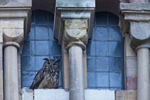 Eurasian Eagle-owl (Bubo bubo) adult, roosting on ledge of city cathedral, Trier, Rhineland-Palatinate, Germany, may