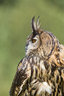Eurasian Eagle-owl (Bubo bubo) adult, close-up of head and chest, profile with raised ear tufts, September (captive)