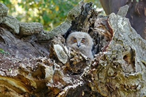 Nesthole Prints: Eurasian Eagle-owl (Bubo bubo) chick