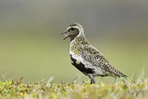 Eurasian Golden Plover (Pluvialis apricaria) adult, breeding plumage, calling, standing on tundra, Iceland, June