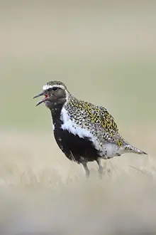 Eurasian Golden Plover (Pluvialis apricaria) adult, breeding plumage, calling, standing on tundra, Iceland, May